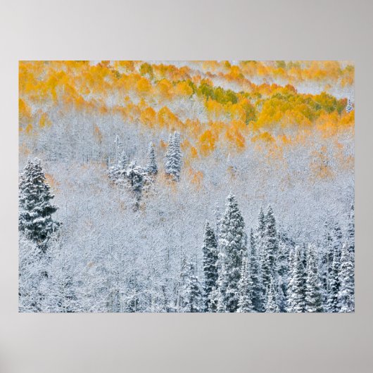 Fall Colors of Aspens | Rocky Mountains, Colorado Poster (Voorkant)