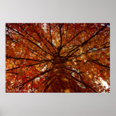 Fall Colors Poster (Voorkant)
