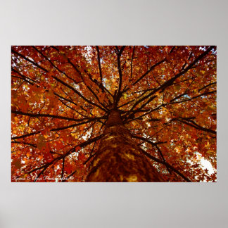 Fall Colors Poster