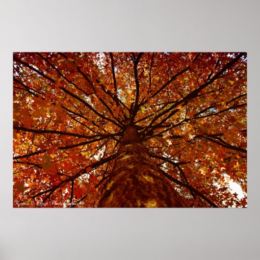 Fall Colors Poster (Voorkant)