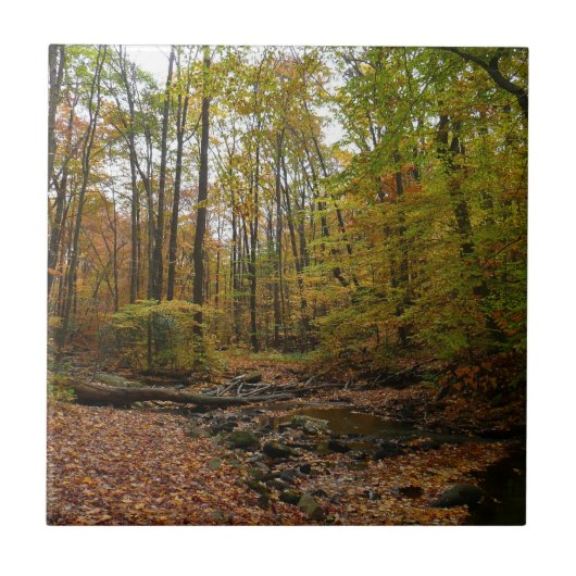Fall Creek in Laurel Hill State Park Pennsylvania Tegeltje (Voorkant)