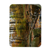 Fall Creek met reflectie bij Laurel Hill Park Magneet (Verticaal)
