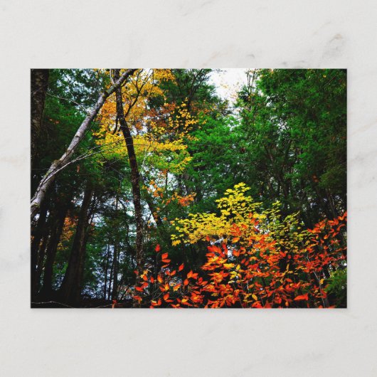 Fall in New England-postcard Briefkaart (Voorkant)