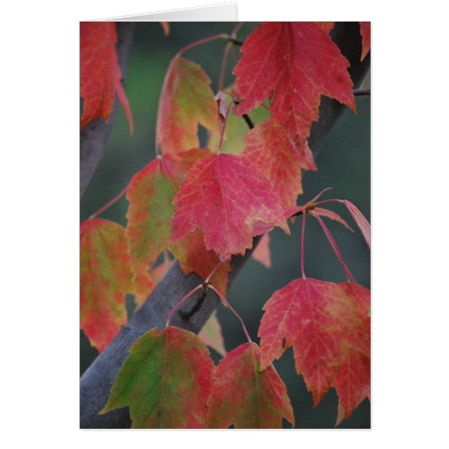 Fall Leaves (Voorkant)