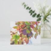 Fall Leaves Briefkaart (Staand voorkant)