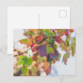Fall Leaves Briefkaart (Voorkant / Achterkant)