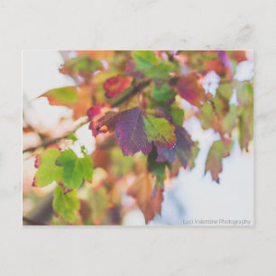 Fall Leaves Briefkaart