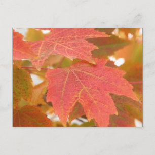 Fall Leaves Briefkaart