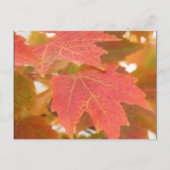 Fall Leaves Briefkaart (Voorkant)