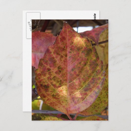 Fall Leaves briefkaart (Voorkant / Achterkant)