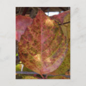 Fall Leaves briefkaart (Voorkant)