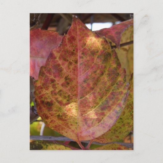 Fall Leaves briefkaart (Voorkant)