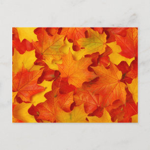 Fall Leaves Briefkaart