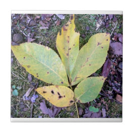 Fall Leaves Ceramic Tegel Tegeltje