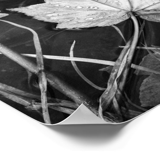 Fall Leaves Floating Zwart-wit Archival Poster (Hoek)