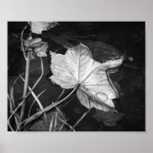 Fall Leaves Floating Zwart-wit Archival Poster (Voorkant)