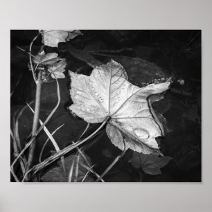 Fall Leaves Floating Zwart-wit Archival Poster