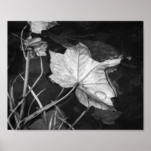 Fall Leaves Floating Zwart-wit Archival Poster (Voorkant)