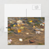 Fall Leaves in Pond Water Natuur Fotografie Briefkaart (Voorkant / Achterkant)