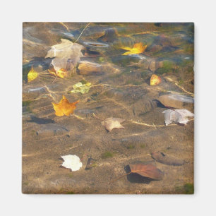Fall Leaves in Pond Water Natuur Fotografie Magneet