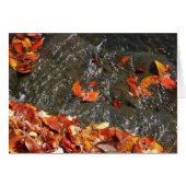 Fall Leaves in Waterfall I Autumn Photography (Voorkant Horizontaal)