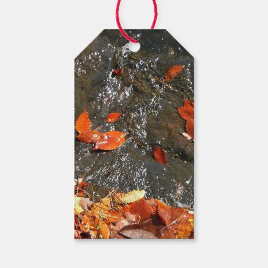 Fall Leaves in Waterfall I Autumn Photography Cadeaulabel (Voorkant)