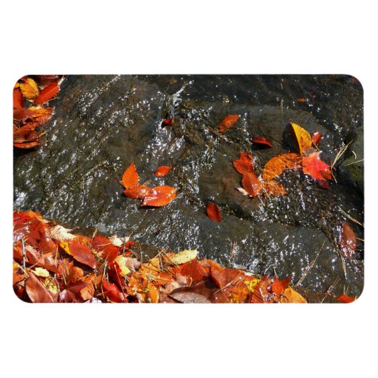 Fall Leaves in Waterfall I Autumn Photography Magneet (Horizontaal)