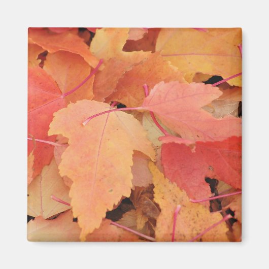 Fall Leaves Magneet (Voorkant)