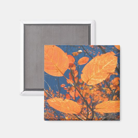 Fall Leaves Magneet (Voorkant / Achterkant)