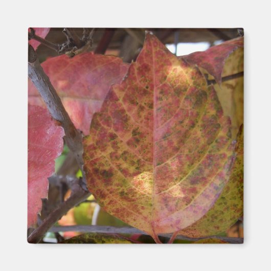 Fall Leaves Magnet (Voorkant)