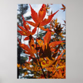 Fall Leaves Poster (Voorkant)