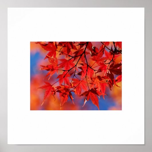 Fall Leaves Poster (Voorkant)