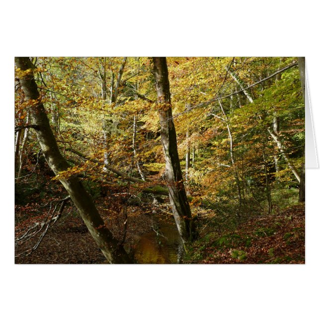 "Fall Leaves + Stream in Northumberland Bossen" (Voorkant Horizontaal)