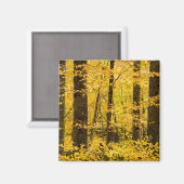 Fall Pisgah National Forest Magneet (Voorkant / Achterkant)