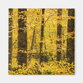 Fall Pisgah National Forest Magneet (Voorkant)