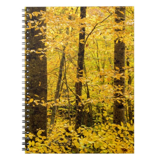 Fall Pisgah National Forest Notitieboek (Voorkant)
