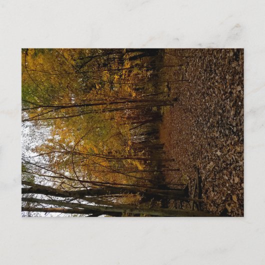 Fall Trees at Sunset Taylor Michigan Postcard Feestdagenkaart (Voorkant)