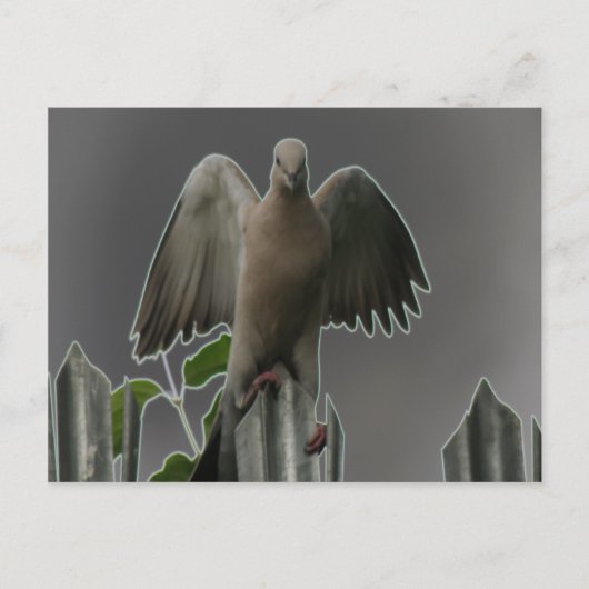 Fallen Angel Dove Briefkaart (Voorkant)