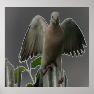 Fallen Angel Dove Print