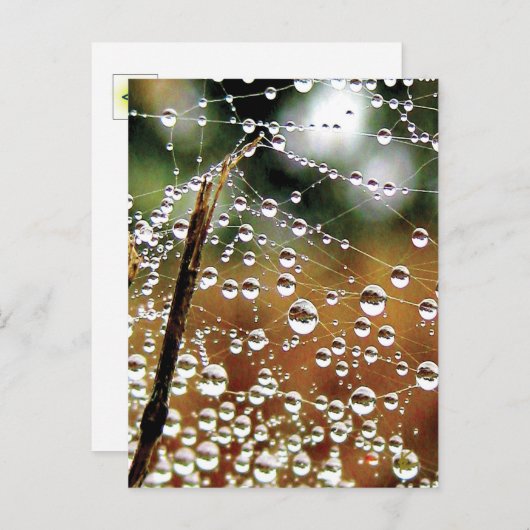 Fallen Fence Covered in Dew, Spider Web Briefkaart (Voorkant / Achterkant)