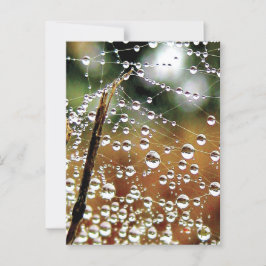 Fallen Fence Covered in Dew, Spider Web Briefkaart