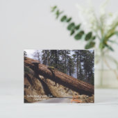 Fallen Giant Sequoia Tree California 1952 Briefkaart (Staand voorkant)