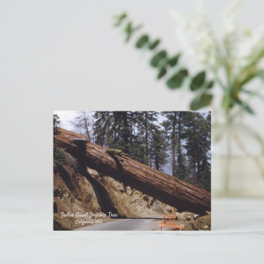 Fallen Giant Sequoia Tree California 1952 Briefkaart (Staand voorkant)