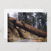 Fallen Giant Sequoia Tree California 1952 Briefkaart (Voorkant / Achterkant)