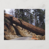 Fallen Giant Sequoia Tree California 1952 Briefkaart (Voorkant)
