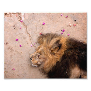 Fallen King Foto Afdruk