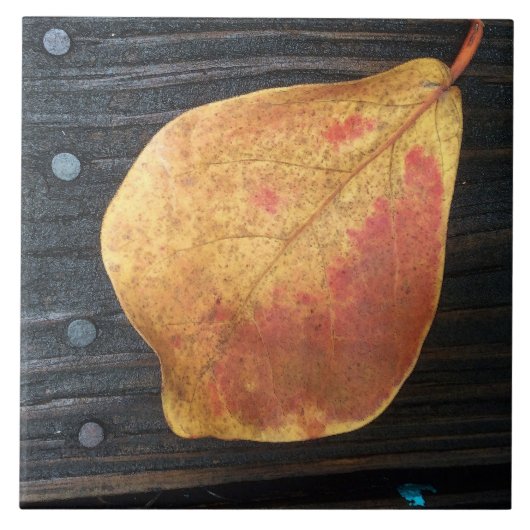 Fallen Leaf Tegeltje (Voorkant)