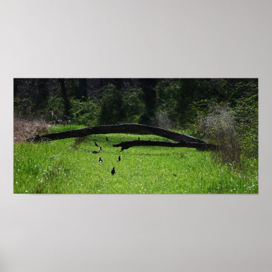 Fallen Tree Photo Poster (Voorkant)