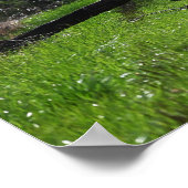 Fallen Tree Photo Poster (Hoek)