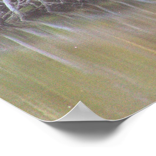 Fallen Tree Reflections Foto Poster (Hoek)